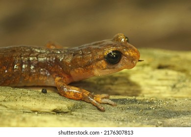 Closeup On A California Ensatina Eschscholtzii Salamander, Sitting On Wood In The Forest