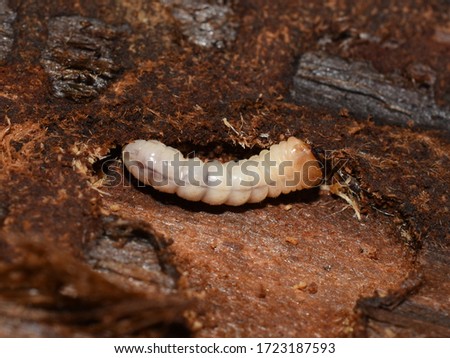 Closeup on Cerambycidae larvae decomposer feeding on wood