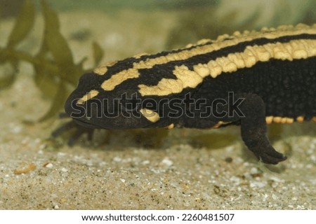 Closeup on an colorful aquatic adult of the endangered Laos warty newt, Paramesotriton laoensis
