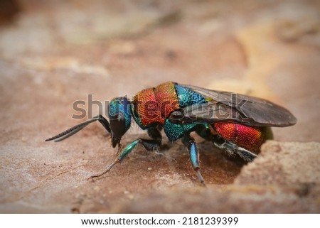 Closeup on a colorful metallic jewel wasp, Hedychrum nobile, sitting on wood