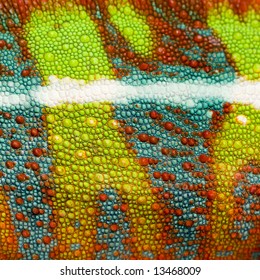 Close-up On A Colorful Reptile Skin