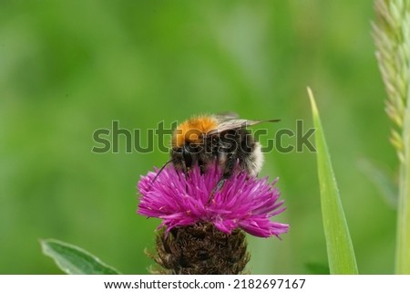 Closeup on a colorful tree bumblebee, Bombus hypnorum on a purple knapweed, Centaurea jacea in the field