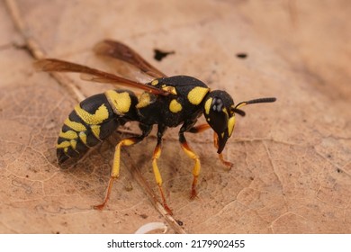 Closeup On A Colorful Yellow And Black Potter Wasp, Euodynerus Dantici Sitting On A Dried Leaf