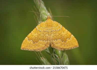 Closeup On A Colorful Yellow Shell Moth, Camptogramma Bilineata, Sitting With Open Wings In The Field