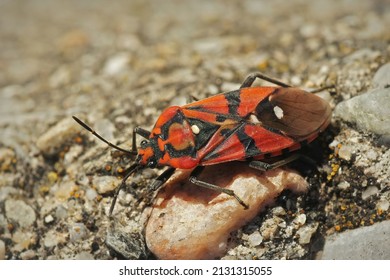Closeup on a colorul red mediterranean ground bug, Lygaeus equestris form Southern France