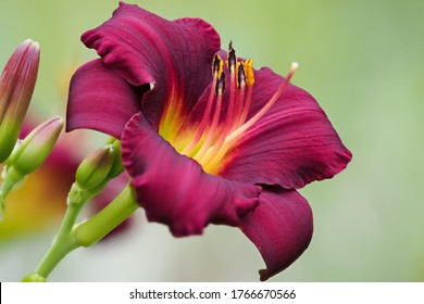 Close-up On Coloured Daylily Flower