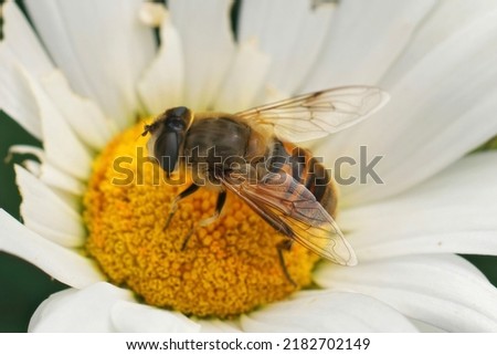 Closeup on a common drone fly, Eristalis tenax on a yellow white flower in the gaden