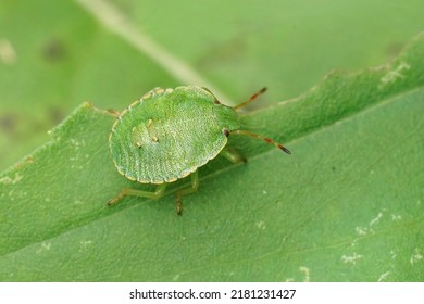 Closeup on the Common green shieldbug, Palomena prasina sitting on a green leaf in the garden