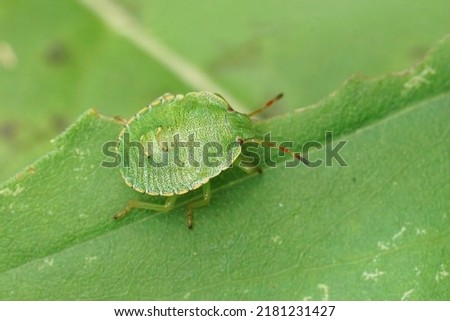 Closeup on the Common green shieldbug, Palomena prasina sitting on a green leaf in the garden