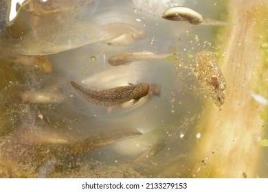 Closeup On A Developping Larvae In An Eggsac Of The Northwestern Mole Salamander, Ambystoma Gracile