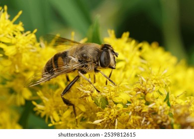 Closeup on a drone fly , Eristalix tenax Pollinating Yellow Flower, showcasing its wings and body. - Powered by Shutterstock