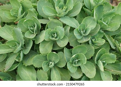 Closeup on an emerging orpine, livelong succulent plant, Sedum or Hylotelephium telephium in the garden
