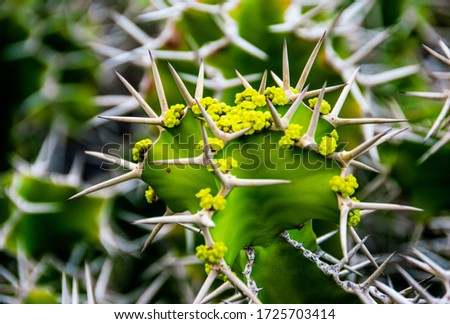 Close-up on Euphorbia Grandicornis, Cow's Horn Cactus with delicate yellow-green flowers.