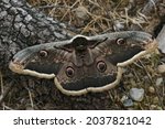Closeup on the European giant peacock moth, Saturnia pyri sitting on the ground in the Gard, France