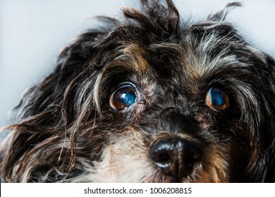 Close-up on the eyes of a dog, cataracts in a dog. Black dog, Chinese Crested cataract. Foggy eyes in the dog, glaucoma, eye diseases, blindness, amblyopia, blindness.