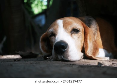 Close-up on face, focus on eye of an adorable beagle dog lying on the dirty floor,shooting with a shallow depth of field. - Powered by Shutterstock