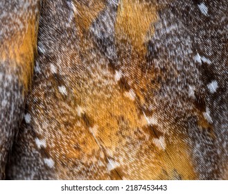 Close-up on the feathers of a nocturnal bird of prey, Barn Owl, Tyto alba, isolated on wite