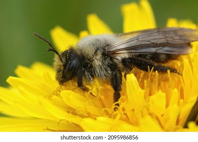 Closeup on a female grey-backed mining bee , Andrena vaga sitting in a yellow dandelion , Taraxacum officinale, flower in the springtime