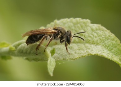 Closeup on a female Mellow minder mining solitary bee, Andrena mitis sitting on a green leaf of a Willow, Salix, shrub - Shutterstock ID 2244814053