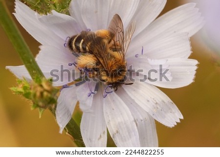 Closeup on a female Pantaloon bee, Dasypoda hirtipes, drinking nectar from a lightblue wild chicory flower , Cichorium intybus