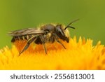Closeup on a female Patchwork leafcutter bee