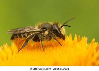 Closeup on a female Patchwork leafcutter bee