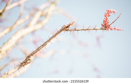 Closeup on a flower and spines of an ocotillo, coachwhip, candlewhip, and vine cactus plant. Golden rays of sunlight illuminate its thorns and the pink, red flower at the end. 