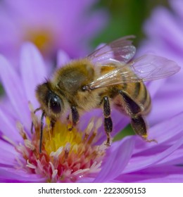 Closeup On A Foraging Bee