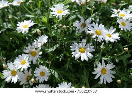 Closeup on fresh daisy flower natural abstract background