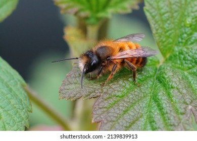 Closeup on a fresh emerged male red mason bee, Osmia rufa sitting on a green leaf in the garden