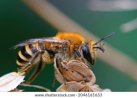 Closeup on a fresh emerged male Ivy bee, Colletes hederae resting on top of a dreid plant