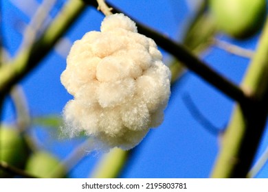 Close-up On Fruit Pulp Of Ceiba Speciosa, Tropical Tree