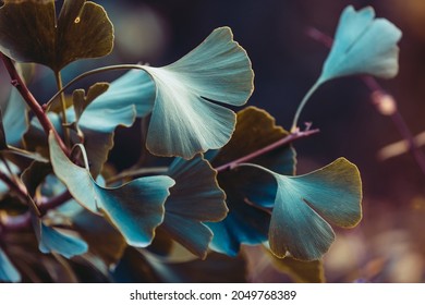 Close-up on Ginkgo Biloba tree. Blue leaves on dark background. Autumn concept background. Macro Ginkgo leaf. Healing plant, alternative chinese medicine - Powered by Shutterstock