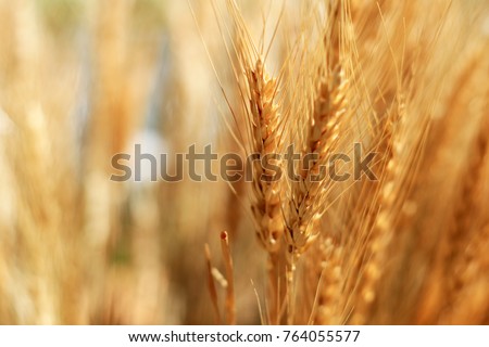 Close-up on golden wheat field or rice barley farming. Rye of barley plants harvest and agriculture background.