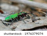 Closeup on the green tiger beetle , Cicindela campestris on the forest floor