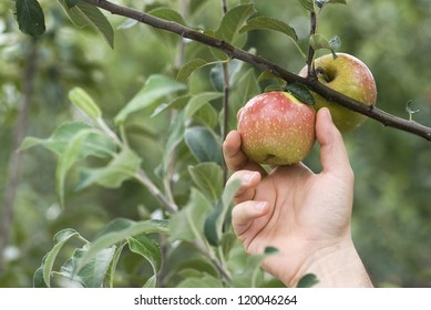 Closeup On A Hand Picking A Red Apple From An Apple Tree
