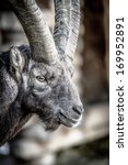 Closeup on the head of an Alpine Ibex or Steinbock, showing the horizontal pupils