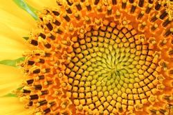 Closeup On The Head Of Sunflower Blooming, Textures Of Stamens