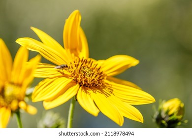 Close-up On A Helianthus Atrorubens Giganteus. It Is A Perennial Sunflower. The Foliage Is Deciduous, Green In Color, Slightly Toothed.