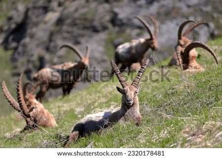 Close-up on a herd of Alpine Ibex (Capra Ibex) in the Vanoise National Park, Northern French Alps, Tarentaise, Savoie, France. Picture taken above the hamlet Laisonnay d'en Haut 