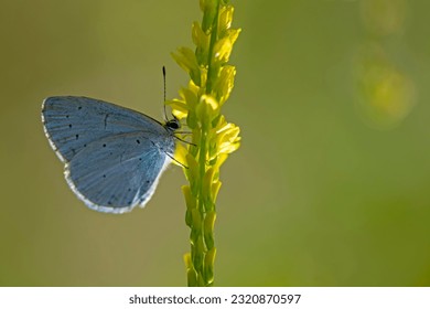 Close-up on a Holly blue butterfly (Celastrina argiolus) sitting with closed wings on yellow flower in the garden against blurred green background. Macro wildlife photography