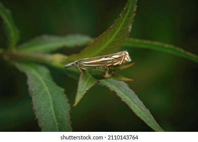 Closeup on a Hook-streak grss-veneer moth, Crambus lathoniellus sitting in the vegetation in the evening