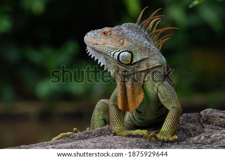 Similar – Image, Stock Photo Colorful Chin Exotic