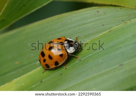 Image, Stock Photo Asian ladybug sitting on a bunch of snowberries/bunching peas