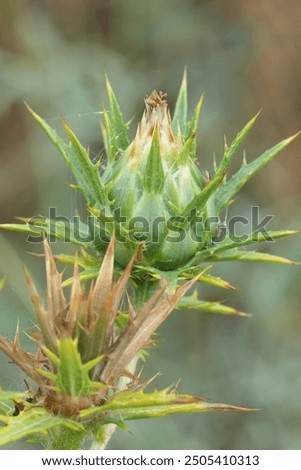 Similar – Image, Stock Photo Thistles in winter Plant