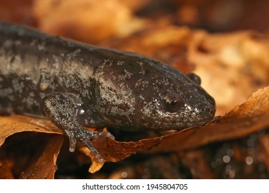 Closeup On A Juvenile Mole Salamander, Ambystoma Talpoideum