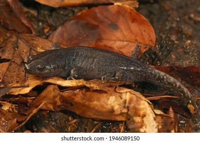 Closeup On A Juvenile Mole Salamander, Ambystoma Talpoideum In Fallen Autumn Leafs