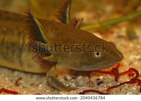 Closeup on a large aquatic larvae of the Barred tiger salamander, Ambystoma mavortium eating bloodworms
