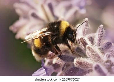 Closeup on a large queen bumblebee, Bombus terrestris on purple Russian sage - Shutterstock ID 2189976027