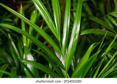 Close-up On The Leaves Of A Bamboo Palm Tree (chamaedorea Seifrizii) Indoor